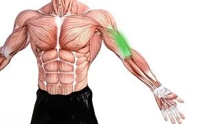 The long head of the bicep