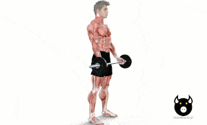 Standing barbell bicep curl