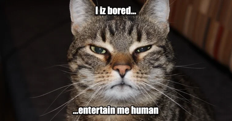 Things to do when bored at home (cat meme)